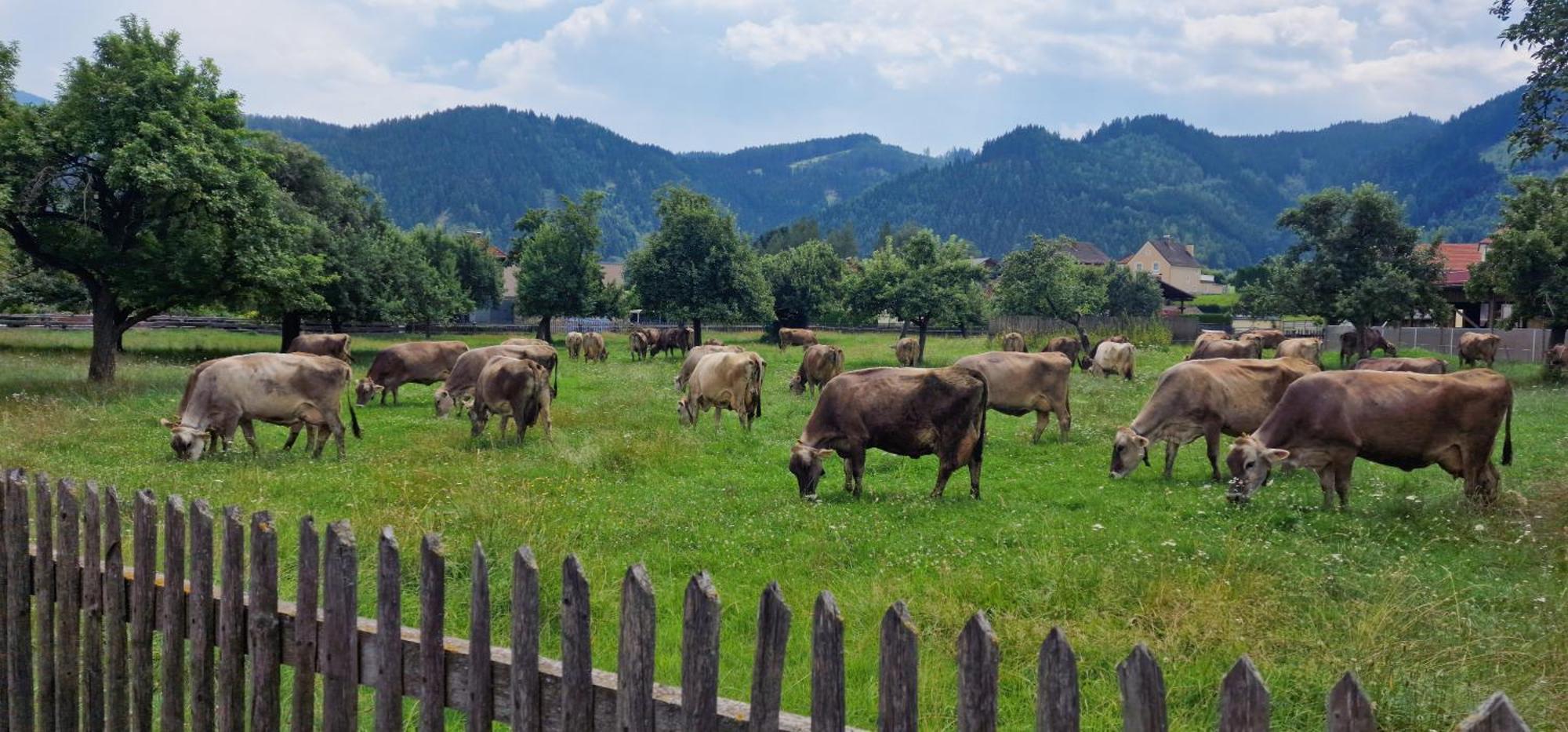 Flat Bull Appartement Mit Garten Sankt Lorenzen bei Knittelfeld Екстер'єр фото